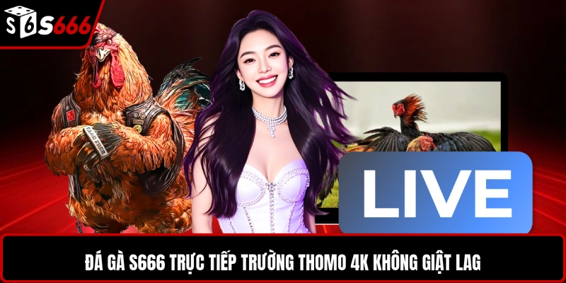 Đá gà S666 trực tiếp trường thomo 4k không giật lag